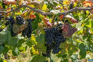 9175 Batesville Rd, Afton, VA 22902 - Photo 53