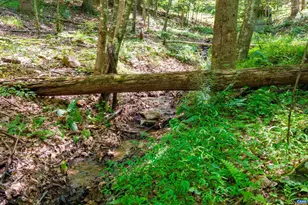 4375 Taylor Creek Rd, Afton, VA 22920 - Photo 69