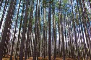 3324 Laurel Rd, Shipman, VA 22971 - Photo 31