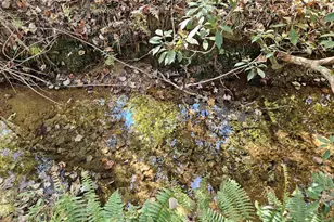 10239 Howardsville Rd, Howardsville, VA 24562 - Photo 35