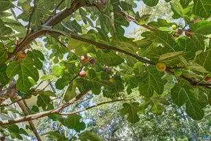 140 Lynx Farm Ln, Charlottesville, VA 22903 - Photo 63