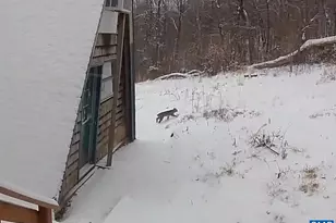 1494 Spruce Creek Ln, Nellysford, VA 22958 - Photo 31