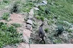 1494 Spruce Creek Ln, Nellysford, VA 22958 - Photo 33