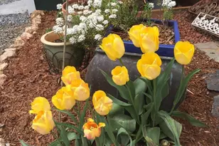 5864 Wyant Ln, Charlottesville, VA 22903 - Photo 47