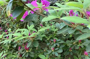 317 Poplar Glen Ct, Charlottesville, VA 22903 - Photo 29