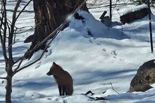 409 Westmoreland Ct, Charlottesville, VA 22901 - Photo 49