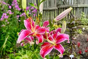 2803 Manhattan Ave, Baltimore, MD 21215 - Photo 11