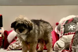 1313 Benjamin St, Baltimore, MD 21230 - Photo 57