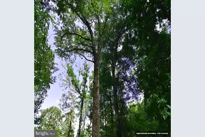 Mount Olive Lane, Amelia Court House, VA 23002 - Photo 13