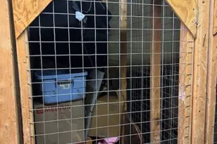 2121 Jamieson Ave, Alexandria, VA 22314 - Photo 45