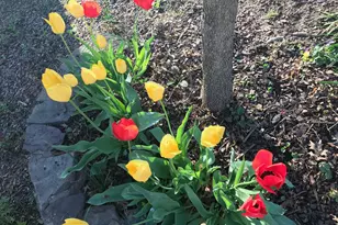 803 Green St, Alexandria, VA 22314 - Photo 75