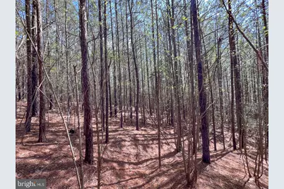 116.32 Acres Gilliam Mill Road, Dillwyn, VA 23936 - Photo 13