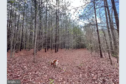 116.32 Acres Gilliam Mill Road, Dillwyn, VA 23936 - Photo 7