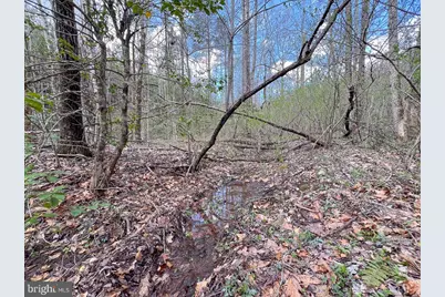 116.32 Acres Gilliam Mill Road, Dillwyn, VA 23936 - Photo 9
