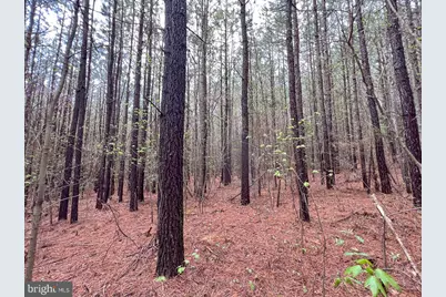 116.32 Acres Gilliam Mill Road, Dillwyn, VA 23936 - Photo 35