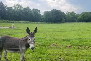 11183 Drogheda Mountain Rd, Rixeyville, VA 22737 - Photo 55