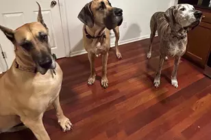 736 Annapolis Dr, Ruther Glen, VA 22546 - Photo 69