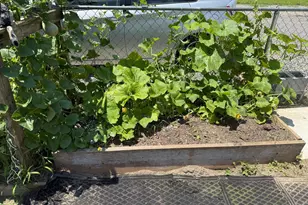 12226 Bristle Cone Ln, Ruther Glen, VA 22546 - Photo 27