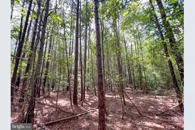 25.5 Acres Ladysmith, Ruther Glen, VA 22546 - Photo 5