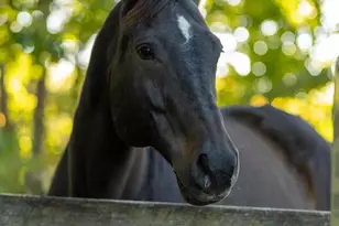 143 Edgemont Cir, Locust Grove, VA 22508 - Photo 75