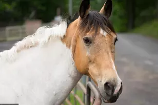 204 Wakefield Dr, Locust Grove, VA 22508 - Photo 43