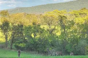 459 Springfield Estates Dr, Rileyville, VA 22650 - Photo 39