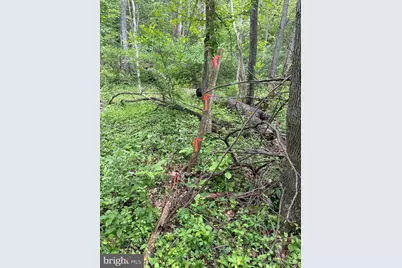 Lot 2 Beylors Ferry, Rileyville, VA 22650 - Photo 13