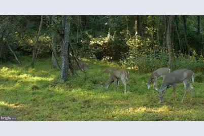 Jordan Hollow Rd, Stanley, VA 22851 - Photo 21