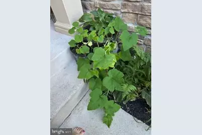 6159 Ferrier Court, Gainesville, VA 20155 - Photo 61