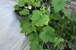 6159 Ferrier Ct, Gainesville, VA 20155 - Photo 61