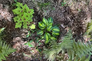 12495 Manchester Way, Woodbridge, VA 22192 - Photo 45