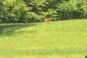 10101 Alydar Ct, Nokesville, VA 20181 - Photo 87