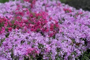 2785 Sugar Pine Ct, Woodbridge, VA 22192 - Photo 5