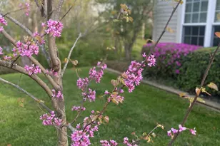 2785 Sugar Pine Ct, Woodbridge, VA 22192 - Photo 3