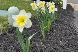 2785 Sugar Pine Ct, Woodbridge, VA 22192 - Photo 11