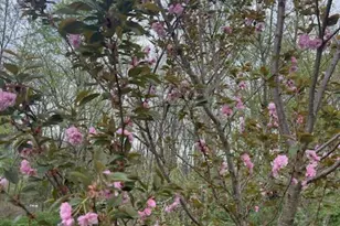 2785 Sugar Pine Ct, Woodbridge, VA 22192 - Photo 9