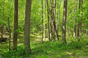 559 Bessie Bell Mountain Rd, Castleton, VA 22716 - Photo 73