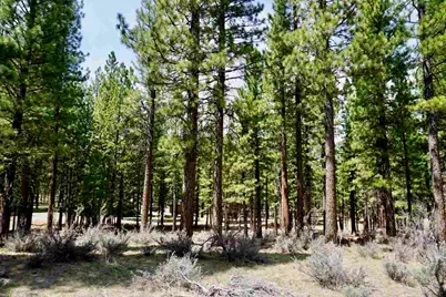 77 Cody Drive, Clio, CA 96106 - Photo 3