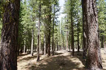77 Cody Drive, Clio, CA 96106 - Photo 9