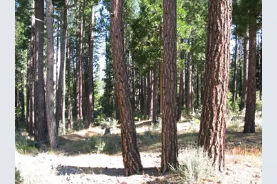 180 Saddle Ridge Road, Clio, CA 96106 - Photo 19