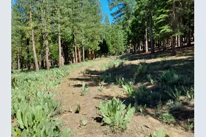 5028 Harvest Moon #18, Portola, CA 96122 - Photo 43