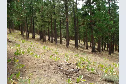 307 Big Cedar Lane, Portola, CA 96122 - Photo 3