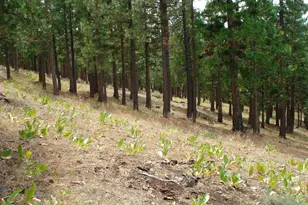 307 Big Cedar Ln, Portola, CA 96122 - Photo 3