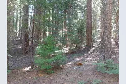 429 Big Meadows Road, Canyondam, CA 95923 - Photo 5