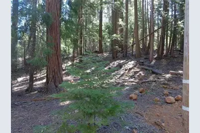 411 Big Meadows Road, Canyondam, CA 95923 - Photo 3