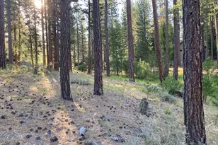 235 Black Bear Trail, Clio, CA 96106 - Photo 1