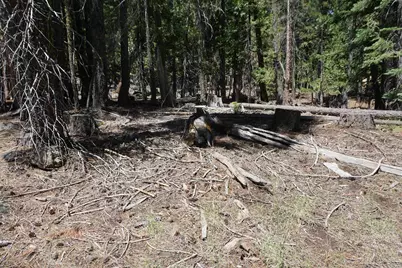 1 Papoose Trail, Graeagle, CA 96103 - Photo 3
