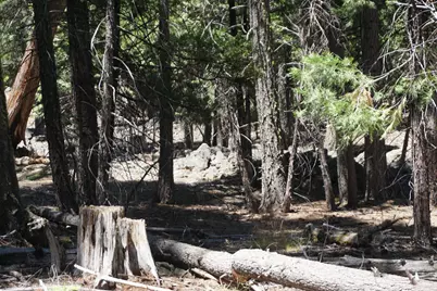 1 Papoose Trail, Graeagle, CA 96103 - Photo 5