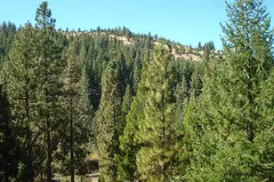 357 Big Grizzly, Portola, CA 96122 - Photo 3