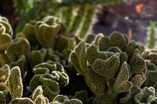 2442 W Tom Watson Dr, Tucson, AZ 85742 - Photo 39